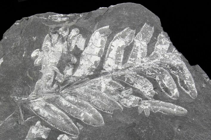 Wide Fossil Seed Fern Plate - Pennsylvania #73163